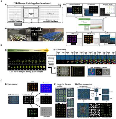 High-Throughput and Computational Study of Leaf Senescence through a Phenomic Approach